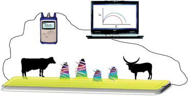 Graphical abstract: Electrochemical identification of artificial oligonucleotides related to bovine species. Potential for identification of species based on mismatches in the mitochondrial cytochrome C1 oxidase gene