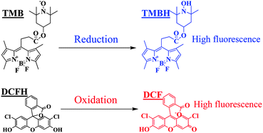 Graphical abstract: Using a TEMPO-based fluorescent probe for monitoring oxidative stress in living cells