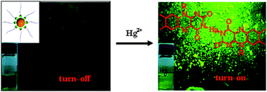 Graphical abstract: Selective colorimetric sensing of mercury(ii) using turn off–turn on mechanism from riboflavin stabilized silver nanoparticles in aqueous medium