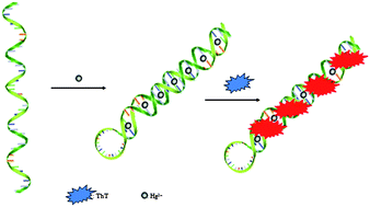 Graphical abstract: Oligonucleotide-based label-free Hg2+ assay with a monomer–excimer fluorescence switch