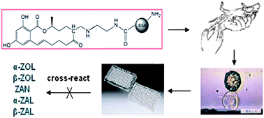 Graphical abstract: Preparation of highly specific anti-zearalenone antibodies by using the cationic protein conjugate and development of an indirect competitive enzyme-linked immunosorbent assay