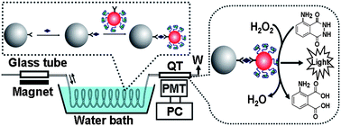 Graphical abstract: Highly sensitive rapid chemiluminescent immunoassay using the DNAzyme label for signal amplification