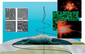 Graphical abstract: Interfacial behavior of immortalized hypothalamic mouse neurons detected by acoustic wave propagation