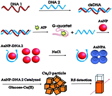 Graphical abstract: Resonance scattering spectral detection of trace ATP based on label-free aptamer reaction and nanogold catalysis