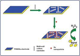 Graphical abstract: A non-enzymatic sensor for hydrogen peroxide based on polyaniline, multiwalled carbon nanotubes and gold nanoparticles modified Au electrode