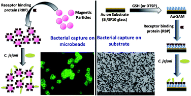 Graphical abstract: Specific detection ofCampylobacter jejuni using the bacteriophage NCTC 12673 receptor binding protein as a probe