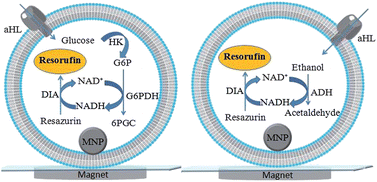 Graphical abstract: Magnetically immobilized nanoporous giant proteoliposomes as a platform for biosensing