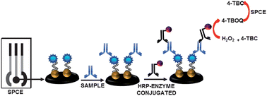 Graphical abstract: A microfluidic device based on a screen-printed carbon electrode with electrodeposited gold nanoparticles for the detection of IgG anti-Trypanosoma cruziantibodies