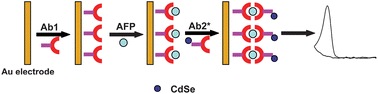 Graphical abstract: CdSe quantum dots as labels for sensitive immunoassay of cancer biomarker proteins by electrogenerated chemiluminescence