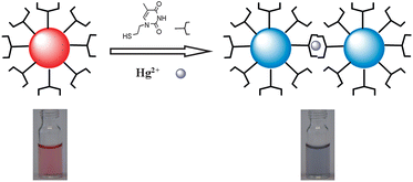 Graphical abstract: N-1-(2-Mercaptoethyl)thymine modification of gold nanoparticles: a highly selective and sensitive colorimetric chemosensor for Hg2+