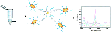 Graphical abstract: A rapid method for detection of genetically modified organisms based on magnetic separation and surface-enhanced Raman scattering