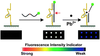 Graphical abstract: DNAzyme-based fluorescent microarray for highly selective and sensitive detection of lead(ii)