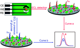 Graphical abstract: Disposable electrochemiluminescent biosensor using bidentate-chelated CdTe quantum dots as emitters for sensitive detection of glucose