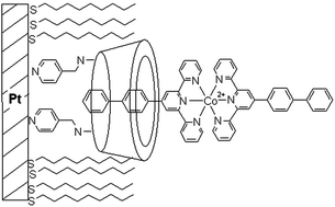 Graphical abstract: Mechanism and release rates of surface confined cyclodextrin guests