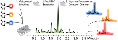 Graphical abstract: High throughput plasma N-glycome profiling using multiplexed labelling and UPLC with fluorescence detection