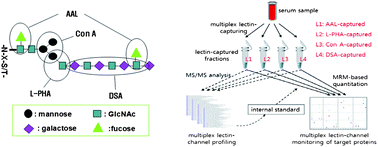 Graphical abstract: A multiplex lectin-channel monitoring method for human serum glycoproteins by quantitative mass spectrometry