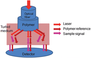Graphical abstract: Polymer-capped fiber-optic Raman probe for non-invasive Raman spectroscopy