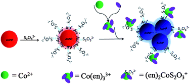Graphical abstract: Label-free colorimetric sensing of cobalt(ii) based on inducing aggregation of thiosulfate stabilized gold nanoparticles in the presence of ethylenediamine