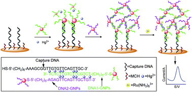 Graphical abstract: A fishnet electrochemical Hg2+ sensing strategy based on gold nanoparticle-bioconjugate and thymine–Hg2+–thymine coordination chemistry