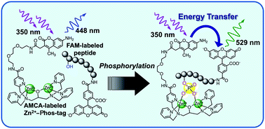 Graphical abstract: A Phos-tag-based fluorescence resonance energy transfer system for the analysis of the kinase reaction of a substrate peptide