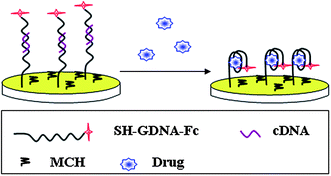 Graphical abstract: Electrochemical selection of G-quadruplex-binding ligands based on structure-switching of telomeric DNA
