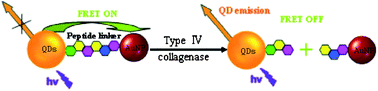 Graphical abstract: A sensitive and selective quantum dots-based FRET biosensor for the detection of cancer marker type IV collagenase