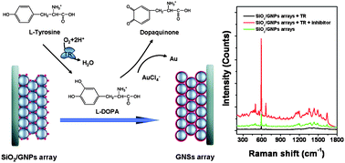 Graphical abstract: 3D ordered gold nanoshell composite array as sensitive SERS nanosensor for detecting l-DOPA and tyrosinase activity