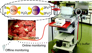 Graphical abstract: Use of online rapid sampling microdialysis electrochemical biosensor for bowel anastomosis monitoring in swine model