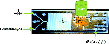 Graphical abstract: Analysis of phenylephrine hydrochloride in pharmaceutical formulations and biological fluids using (2,2′-bipyridyl)ruthenium(ii)-peroxydisulphate chemiluminescence system in a two-chip microdevice