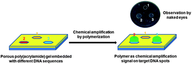 Graphical abstract: Chemical amplification for in-gel DNA detection