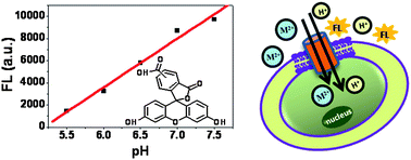 Graphical abstract: A facile transport assay for H+ coupled membrane transport using fluorescence probes