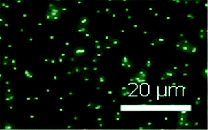 Graphical abstract: Electrophoretic mobility measurement by laser Doppler velocimetry and capillary electrophoresis of micrometric fluorescent polystyrene beads