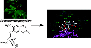 Graphical abstract: Screening for aromatase ligands in the extract of Broussonetia papyrifera using high performance liquid chromatography and ESI-mass spectrometry