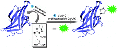 Graphical abstract: A readily synthesized cyclic pyrrolysine analogue for site-specific protein “click” labeling