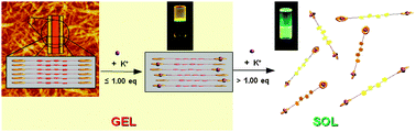 Graphical abstract: New strategy for controlling the oligothiophene aggregation mode utilizing the gel-to-sol phase transition induced by crown-alkali metal interactions