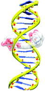 Graphical abstract: Bimodal, dimetallic lanthanide complexes that bind to DNA: the nature of binding and its influence on water relaxivity