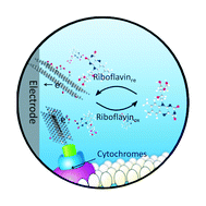 Graphical abstract: Graphene oxide nanoribbons greatly enhance extracellular electron transfer in bio-electrochemical systems