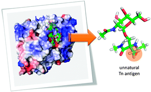 Graphical abstract: Rational design of a Tn antigen mimic