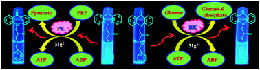 Graphical abstract: ATP selective acridone based fluorescent probes for monitoring of metabolic events