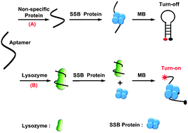 Graphical abstract: Fluorescence turn-on detection of a protein through the displaced single-stranded DNA binding protein binding to a molecular beacon