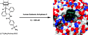 Graphical abstract: Human Carbonic Anhydrase II as a host for piano-stool complexes bearing a sulfonamide anchor