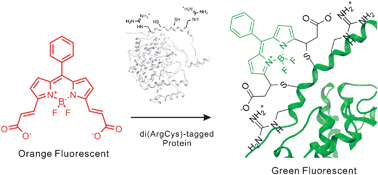 Graphical abstract: Bodipy-diacrylate imaging probes for targeted proteins inside live cells