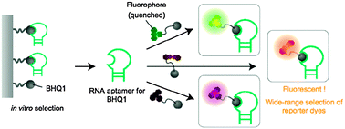 Graphical abstract: Small-molecule fluorescent probes for specific RNA targets