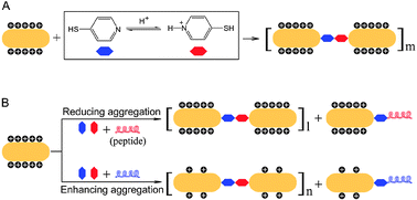 Graphical abstract: Peptide-tailored assembling of Aunanorods