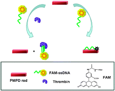 Graphical abstract: A novel fluorescent aptasensor for thrombin detection: using poly(m-phenylenediamine) rods as an effective sensing platform