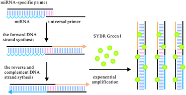 Graphical abstract: A reverse transcription-free real-time PCR assay for rapid miRNAs quantification based on effects of base stacking