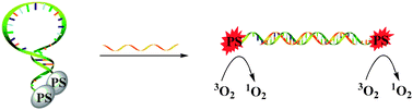 Graphical abstract: A tumor mRNA-mediated bi-photosensitizer molecular beacon as an efficient imaging and photosensitizing agent