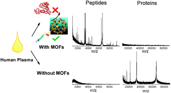 Graphical abstract: Metal–organic frameworks for efficient enrichment of peptides with simultaneous exclusion of proteins from complex biological samples