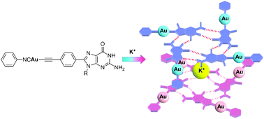 Graphical abstract: A G-octamer scaffold viaself-assembly of a guanosine-based Au(i) isonitrile complex for Au(i)–Au(i) interaction