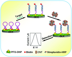 Graphical abstract: Signal amplification of streptavidin–horseradish peroxidase functionalized carbon nanotubes for amperometric detection of attomolar DNA